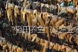 “稻田养鱼”成渔业增长点