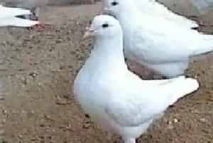 肉鸽育肥技术