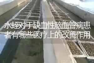 水蛭对于缺血性脑血管病患者有哪些医疗上的改善作用