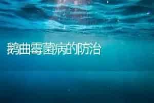 鹅曲霉菌病的防治