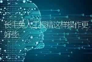长毛兔人工授精这样操作更好些