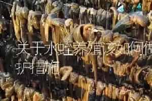关于水蛭养殖该如何做好防护措施