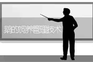 鹅的饲养管理技术