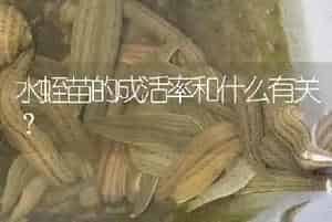 水蛭苗的成活率和什么有关?