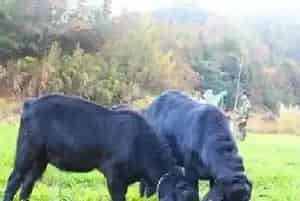 黑山羊的养殖技术及管理要点