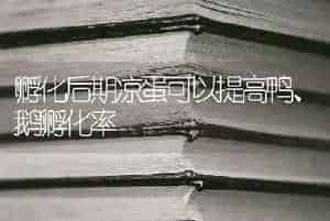 孵化后期凉蛋可以提高鸭、鹅孵化率
