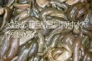 水蛭成江西都昌县特种水产养殖新亮点
