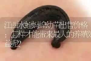 江西水蛭蚂蝗幼苗出售价格：怎样才能带来最大的养殖效益呢?