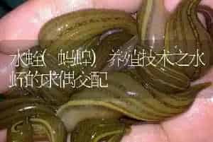 水蛭(蚂蝗)养殖技术之水蛭的求偶交配