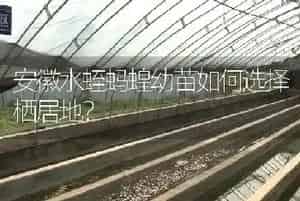 安徽水蛭蚂蝗幼苗如何选择栖居地?
