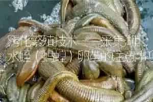孵化繁殖技术——采集湖北水蛭(蚂蝗)卵茧的注意事项