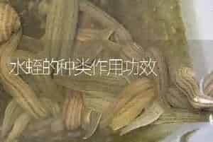 水蛭的种类作用功效