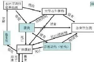水产养殖过程中“菌虫藻渔”共生模式之菌篇详解