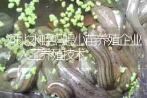 河北水蛭蚂蝗小苗养殖企业,人工养殖技术