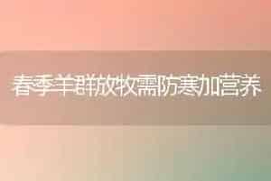 春季羊群放牧需防寒加营养