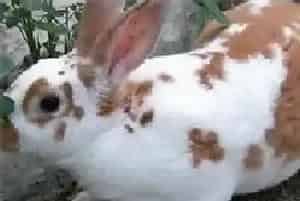 獭兔囊虫病诊治