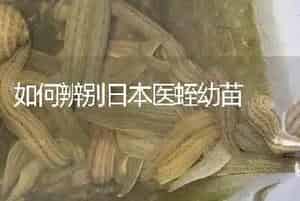 如何辨别日本医蛭幼苗