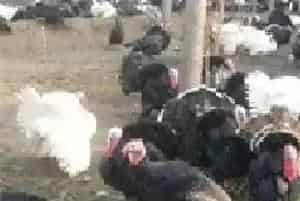美国火鸡肉价格因禽流感上涨