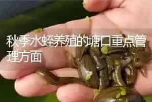 秋季水蛭养殖的塘口重点管理方面