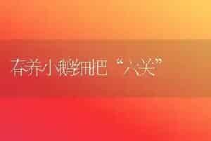 春养小鹅细把“六关”