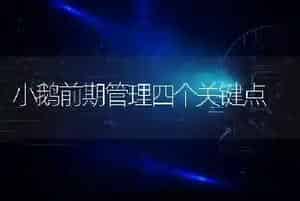 小鹅前期管理四个关键点
