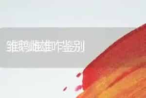 雏鹅雌雄咋鉴别