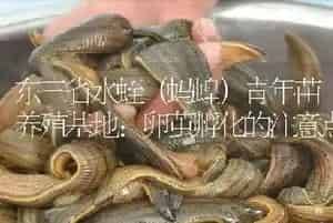 东三省水蛭(蚂蝗)青年苗养殖基地：卵茧孵化的注意点