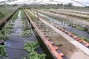 加盟四川水蛭蚂蝗幼苗养殖可以带来哪些效益