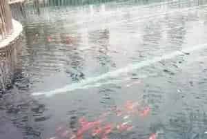 水产养殖养殖过程益生菌使用不当,“益”就可能变成“害”！