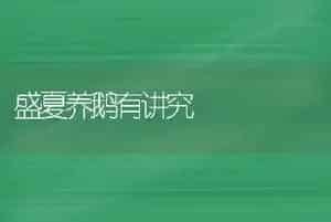 盛夏养鹅有讲究