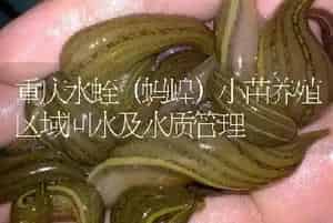 重庆水蛭(蚂蝗)小苗养殖区域回水及水质管理