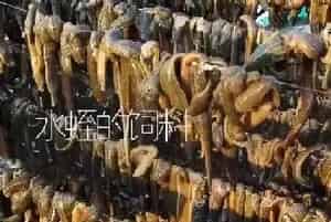 水蛭的饲料