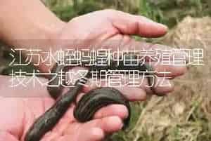 江苏水蛭蚂蝗种苗养殖管理技术之越冬期管理方法