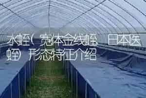 水蛭(宽体金线蛭,日本医蛭)形态特征介绍