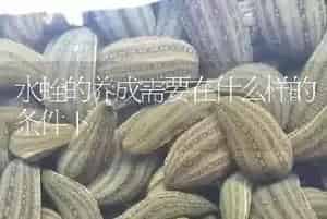 水蛭的养成需要在什么样的条件下