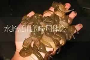 湖北蚂蝗满月苗：怎样辨别下水开口苗的成活率