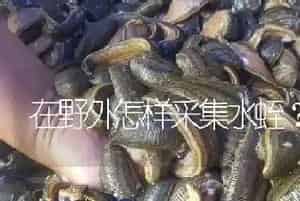 在野外怎样采集水蛭?