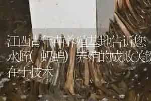 江西青年苗养殖基地告诉您水蛭(蚂蝗)养殖的成败关键在于技术