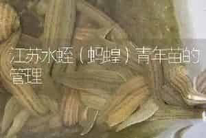 江苏水蛭(蚂蝗)青年苗的管理
