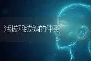 活拔羽绒鹅的种类