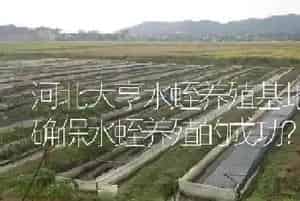 河北大亨水蛭养殖基地如何确保水蛭养殖的成功?