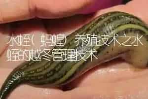 水蛭(蚂蝗)养殖技术之水蛭的越冬管理技术