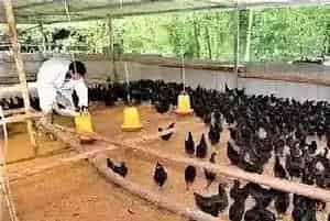 蛋鸡育雏期管理要点解析
