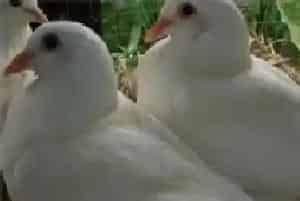 肉鸽的霉形体病防治