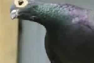 肉鸽子人工孵化注意事项