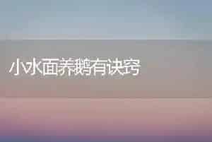 小水面养鹅有诀窍