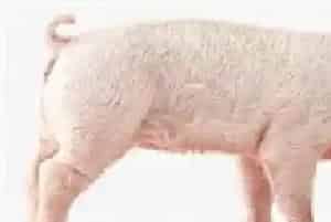 饮食结构改变猪肉市场消费减少