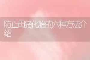 防止母猪化胎的六种方法介绍