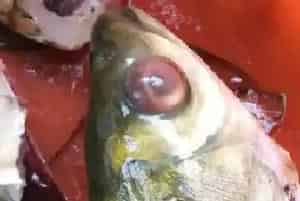 近期山东微山湖区比较少见的复口吸虫疾病有抬头趋势