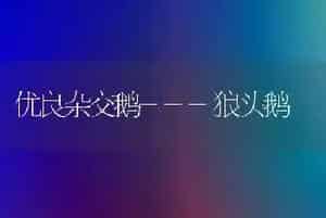 优良杂交鹅---狼头鹅